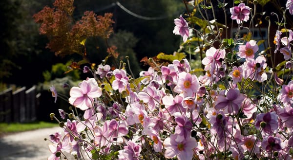 Tall pink Japanese Anemone