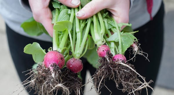 Hands holding muddy radishes