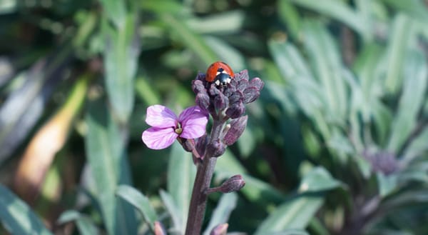 Ladybird on flower