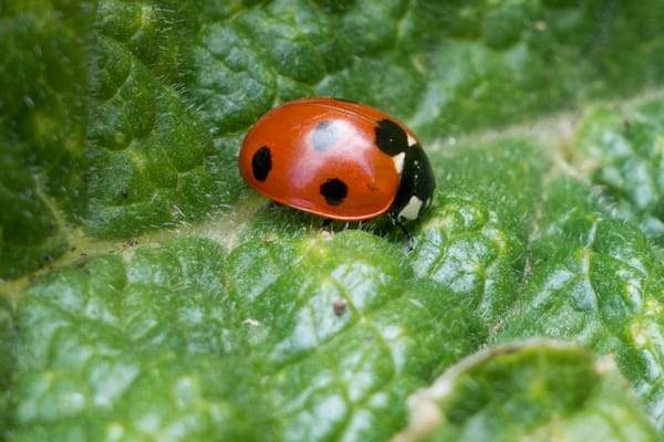 Ladybird on leaf