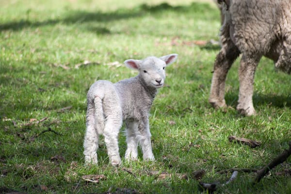 Fluffy lamb