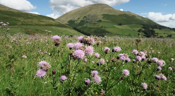 Thistles on fell
