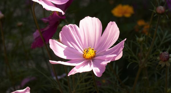 Cosmos in the sun