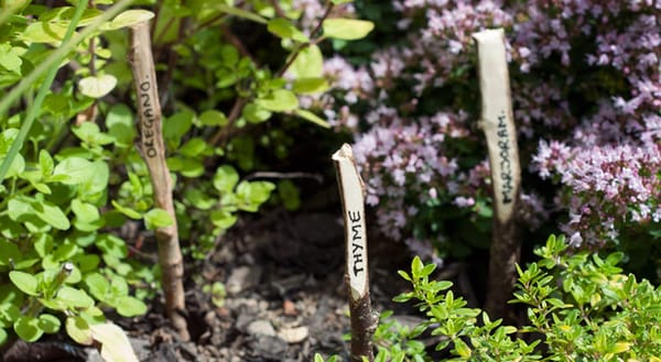 Wooden plant markers