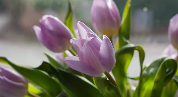 Purple tulips