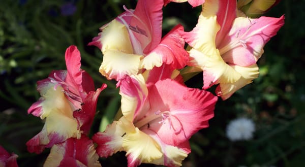 Pink and yellow gladioli