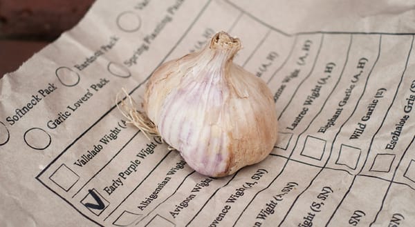 Garlic bulb on paper bag
