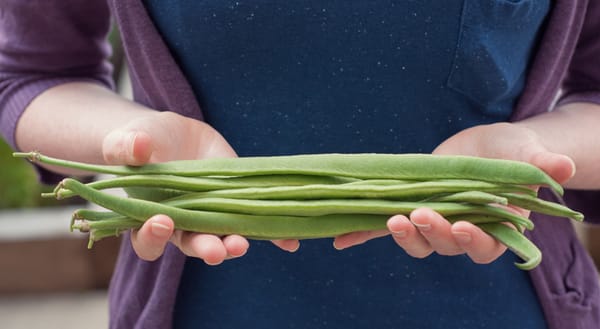 Runner beans in hands