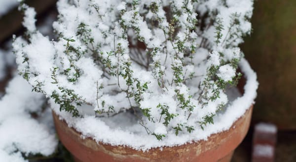 Snow covered thyme