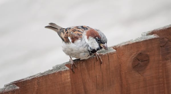 Sparrow on fence