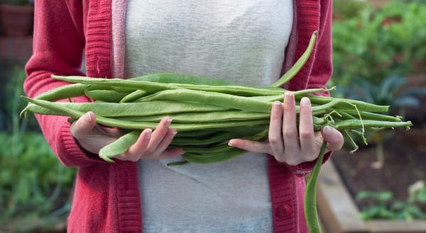 Stack of long runner beans