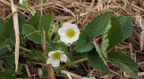 Strawberry flowers