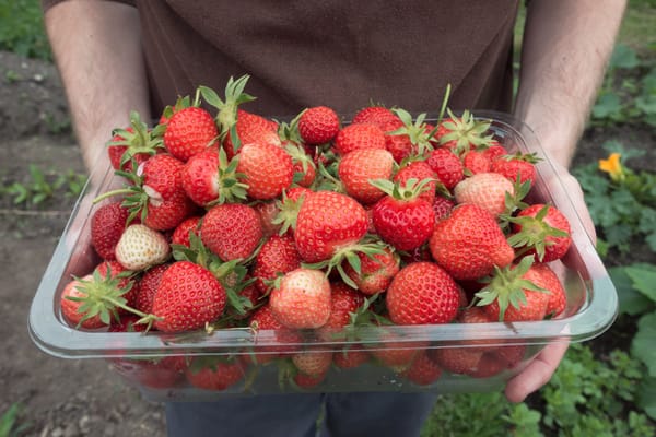 Homegrown strawberries