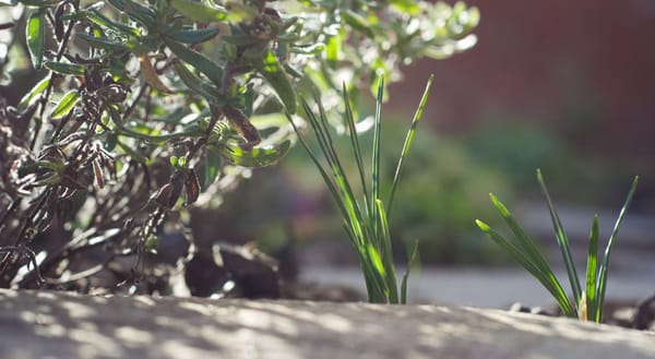 Garden in the sun