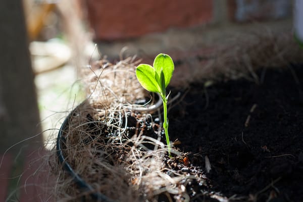 Sweetpea seedling in the sun