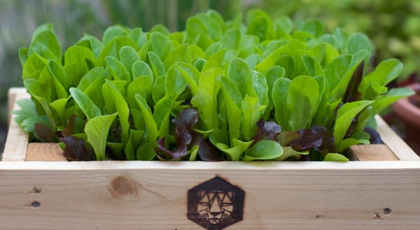 Salad leaves in planter