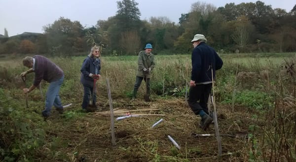 Volunteers planting trees