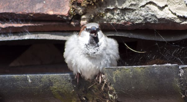 Chirping male house sparrow