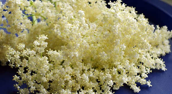 Pale yellow elderflower heads