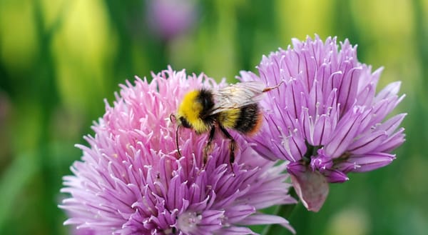 Garden bee feeding on a chive flower