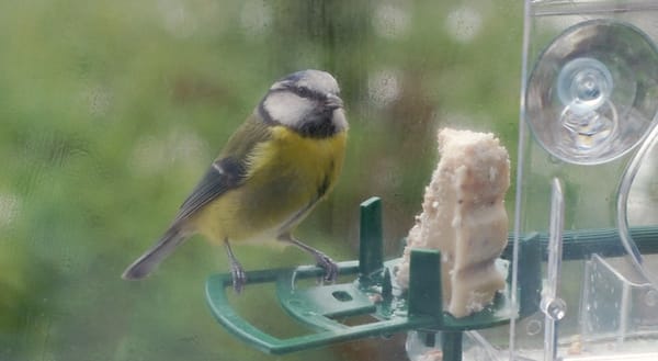 Colourful blue tit on window feeder with fat cake