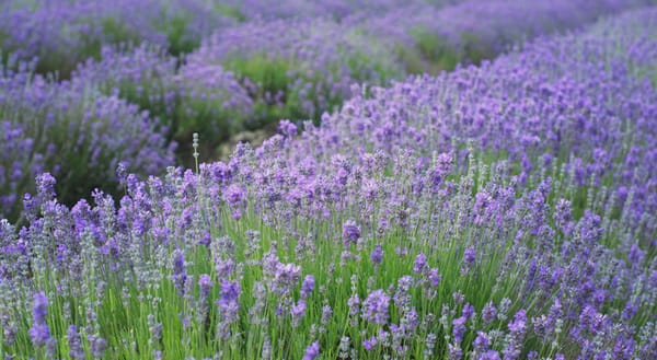 English lavender field