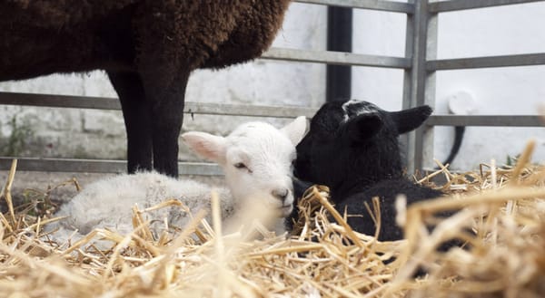 Lambs cuddled up at Mill Farm