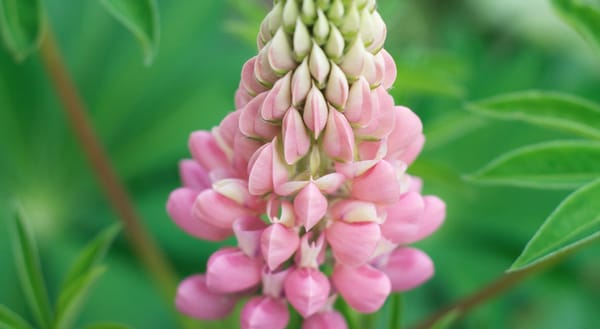 Pink lupin buds