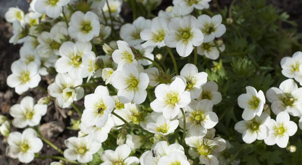 White and green Saxifraga flowers