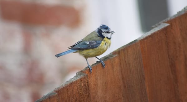 Scruffy Blue tit on a garden fence