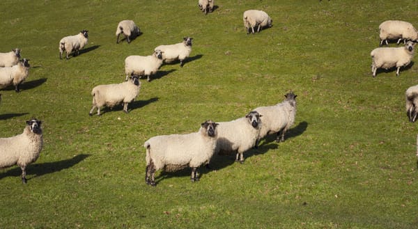 Sheep in a field in Cornwall