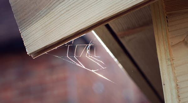Spiders web hanging in the sun