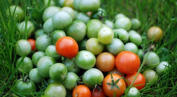 Green and red tomato harvest