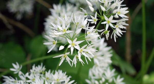 Wild garlic flower head