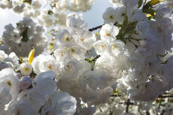 Dappled sunlight on white blossom