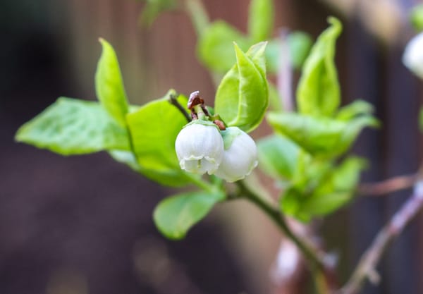 Small white flowers