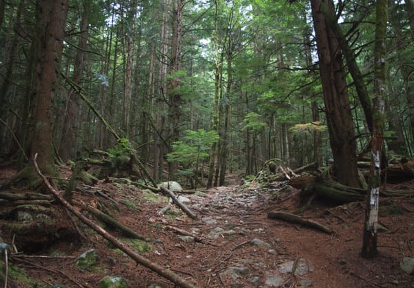 Clearing in hiking trail