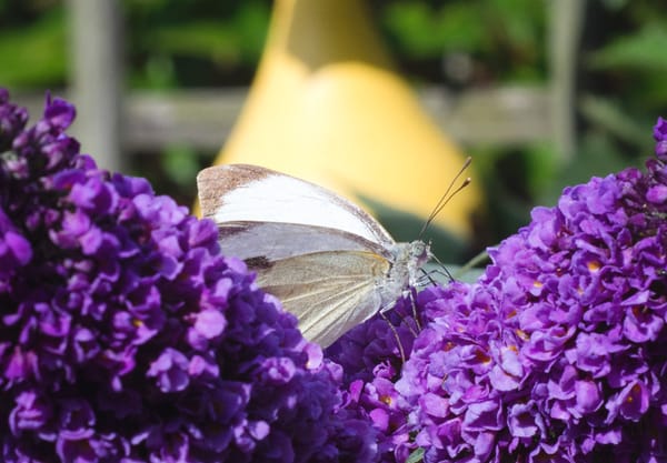 White butterfly on purple flowers