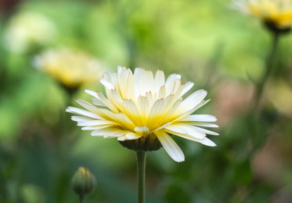 Pale yellow petals