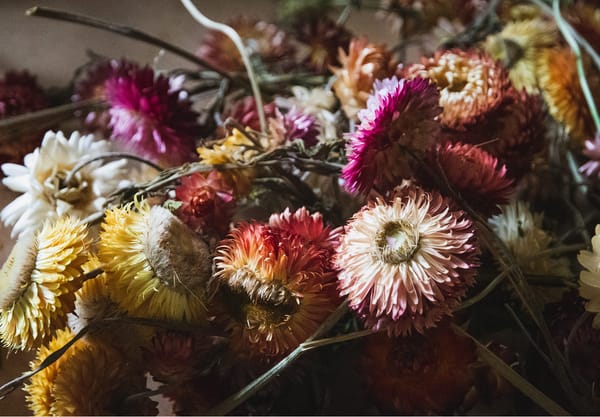 Orange strawflowers