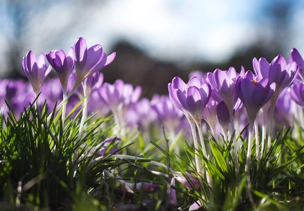 Sun shining on crocus