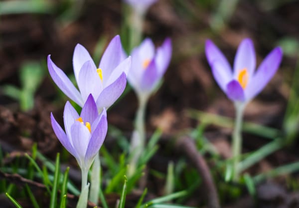 Patch of purple crocus