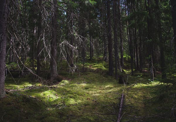 A day at Djurås, Dalarna