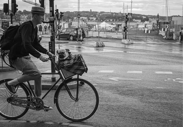 Pug in a bike basket