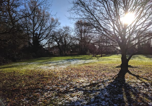 Bare trees in the sunshine