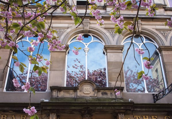 Blossom reflections in windows