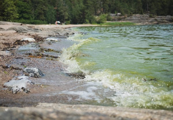 Green waves