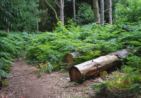 Cut log and fern leaves
