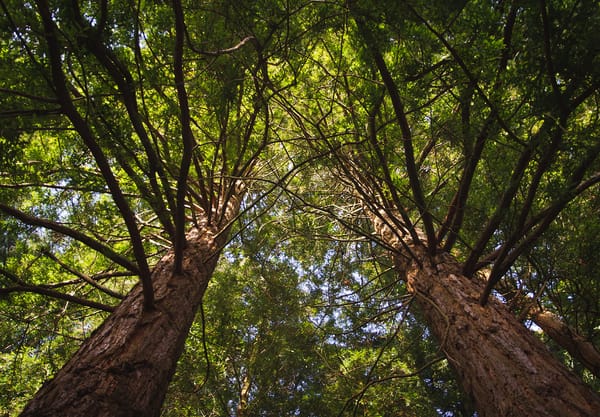 Tree branches