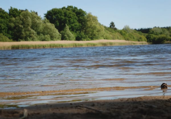 Ground level view of water